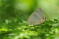 purple hairstreak butterfly-2